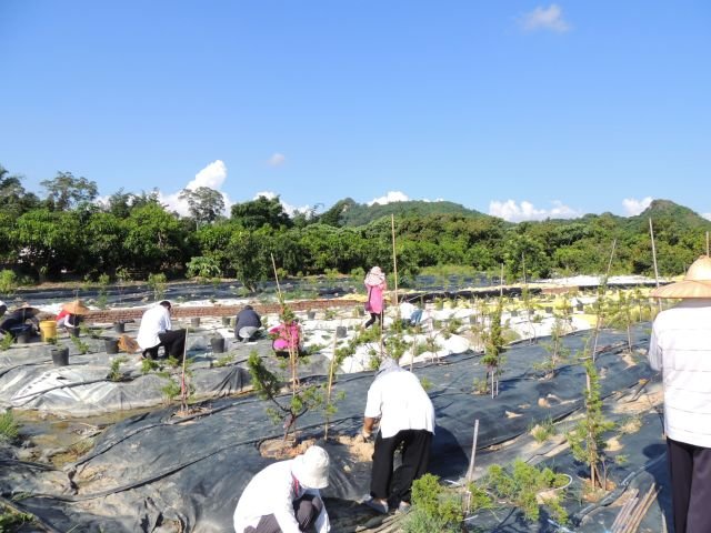 照顧環境與植栽 12