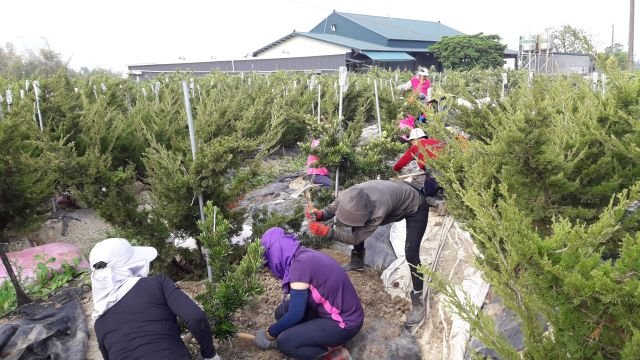 照顧環境與植栽 19