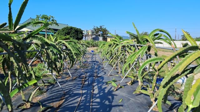 照顧環境與植栽
