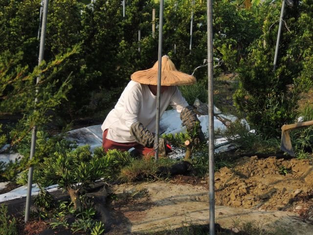 照顧環境與植栽 18